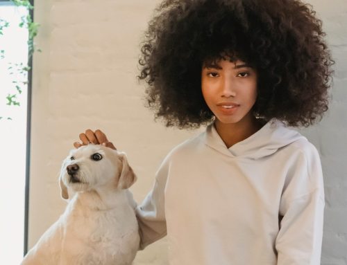 Holiday animal collection